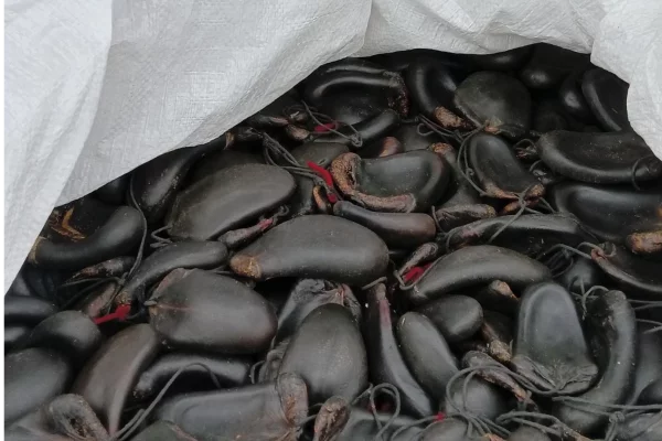 Из Кузбасса в Гонконг впервые в 2026 году отправили партию хвостов маралов