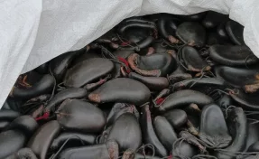 Из Кузбасса в Гонконг впервые в 2026 году отправили партию хвостов маралов