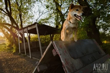 Фото: Сергей Цивилёв ответил на жалобу о нехватке площадок для выгула собак в Кемерове  1