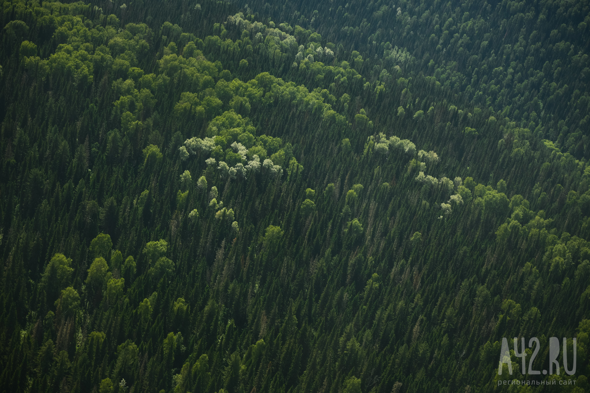 Замгубернатора Кузбасса рассказал о наблюдении за лесами из космоса