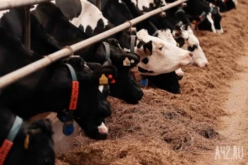 Фото: В Кузбассе на ферме трупы коров складировали рядом с территорией 1