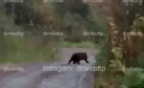 Кузбассовец снял на видео медвежонка, залезшего от испуга на дерево