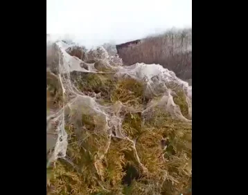 Фото: Популярный российский курорт покрылся паутиной из-за нашествия пауков 1