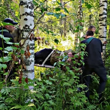 Фото: В Кузбассе спасатели нашли пропавшего в лесу грибника 1