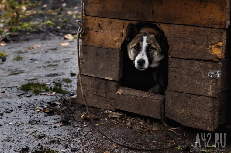 У братьев есть собака. Общение с животным — часть реабилитации. Фото: Александр Патрин / «Газета Кемерова»