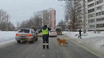 Фото: Сеть растрогало видео с инспектором, остановившим движение транспорта ради хромого пса  1