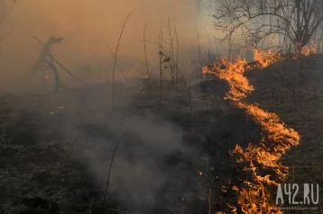 Фото: «Открытого горения нет»: спасатели ликвидировали лесной пожар под Междуреченском 1