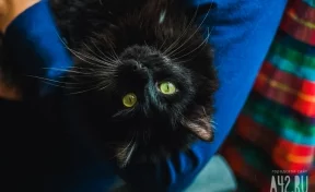 Жители Урала обвинили видеоблогера в издевательствах над котом ради просмотров