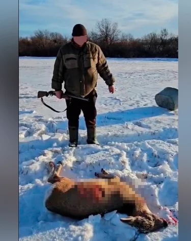 Кузбассовца обязали заплатить 120 тысяч рублей за убитую косулю