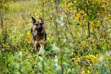 Фото: В Кузбассе нашли 15-летнюю девочку, пропавшую две недели назад 1