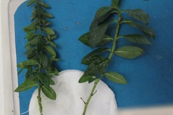 Жительница Кузбасса попала под статью за попытку привезти саженцы из Вьетнама