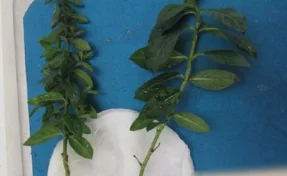 Жительница Кузбасса попала под статью за попытку привезти саженцы из Вьетнама