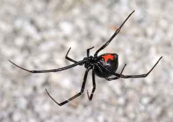 Фото: Учёные: от укуса ядовитого паука спасёт спичка 1