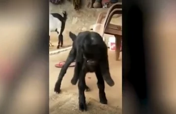 Фото: В Индии коза с «человеческим лицом» шокировала жителей деревни  1