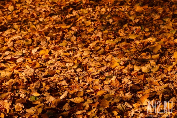 Синоптики рассказали о погоде на 1 ноября в Кузбассе