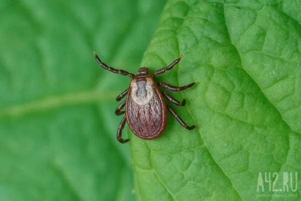 Роспотребнадзор: 105 жителей Кузбасса уже стали жертвами клещей 