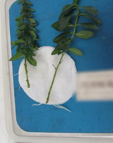 Жительница Кузбасса попала под статью за попытку привезти саженцы из Вьетнама