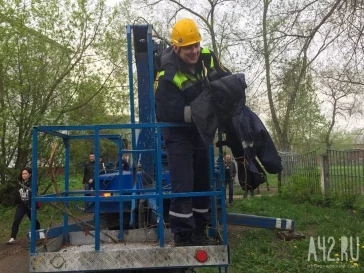 Фото: Кемеровские спасатели сняли с дерева кота, просидевшего там три дня 3