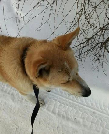 Фото: Неравнодушные кемеровчане помогли вернуть потерявшуюся собаку в приют 1