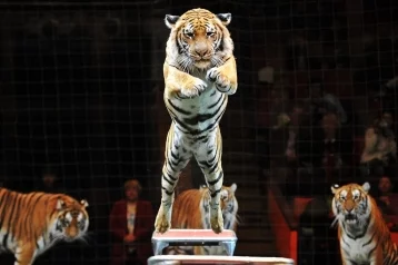 Фото: Кемеровчан приглашают на цирковое шоу «Королевские тигры Суматры» 1