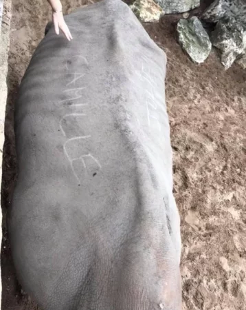 Фото: Во Франции посетительницы зоопарка выцарапали свои имена на шкуре носорога 1