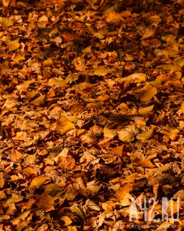 Синоптики рассказали о погоде на 1 ноября в Кузбассе