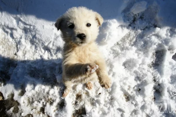 Кемеровчане пожаловались на избившего собаку мальчика