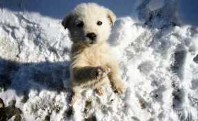 Кемеровчане пожаловались на избившего собаку мальчика