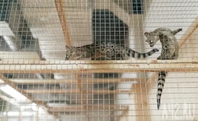 В России хотят запретить контактные зоопарки