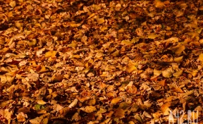 Синоптики рассказали о погоде на 1 ноября в Кузбассе