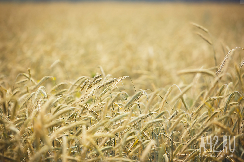 Кузбассу выделят 160,7 миллиона рублей на поддержку производителей зерна