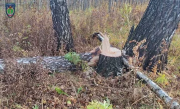 Фото: На кузбассовца завели уголовное дело за семь загубленных берёз 1