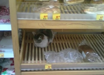 Фото: Кемеровчане заметили в магазине кота среди хлеба 1