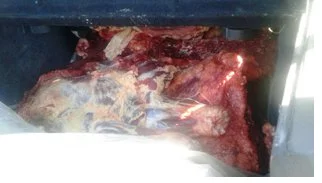 Фото: В Кемерове сотрудники ГИБДД остановили перевозчика, который вёз на рынок опасное мясо 1