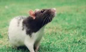 В Подмосковье душевнобольная женщина развела в хрущёвке более 600 крыс