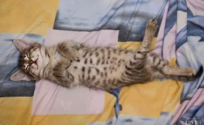 Названо количество выходных дней в ноябре