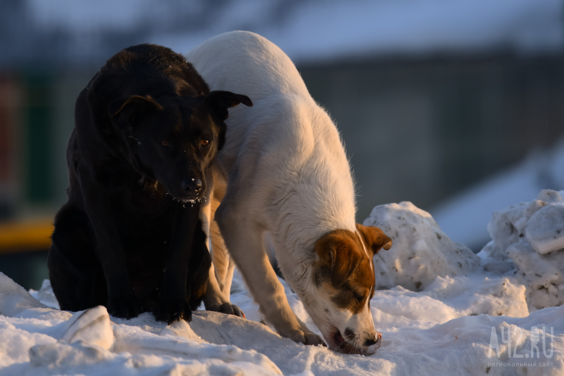 Кемеровчанка пожаловалась на стаю бездомных собак в Комсомольском парке
