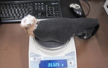 Фото: Иностранец пытался ввезти в Россию голубей в носках 2