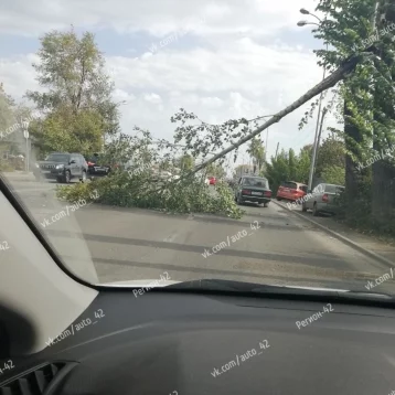 Фото: В Кемерове упавшее дерево заблокировало дорогу 1