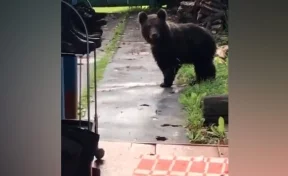 В Междуреченске медвежонок забрался во двор жилого дома