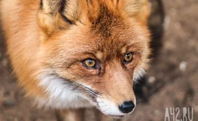 В кузбасском селе ввели карантин из-за дикой лисы с выявленным бешенством