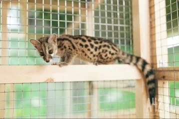 Фото: Кемеровчане просят власти открыть в городе зоопарк 1