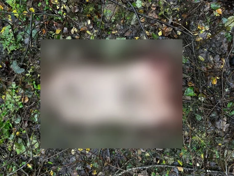 Фото: В Ленобласти на трассе обнаружили расчленённые останки человека  2