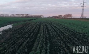 В Минсельхозе заявили о необходимости пересеять 900 тысяч гектаров посевов из-за заморозков