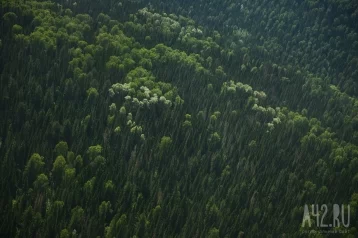 Фото: Замгубернатора Кузбасса рассказал о наблюдении за лесами из космоса 1