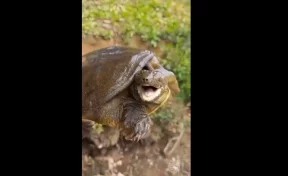 Сотрудники МЧС спасли краснокнижную черепаху в Биробиджане