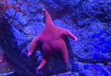 Фото: Учёный объяснил наличие у морской звезды больших ягодиц на вирусном фото 1