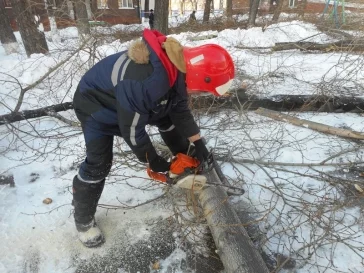 Фото: В Новокузнецке обрезали опасные тополя 5