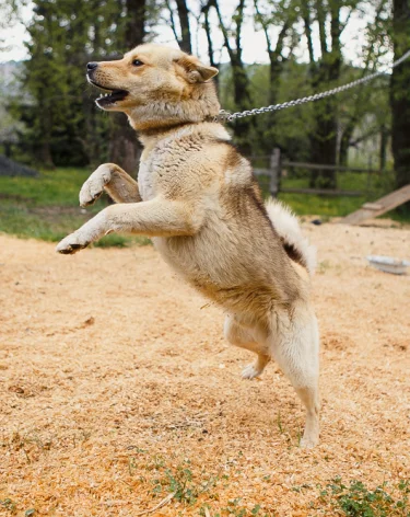 Детям теперь нельзя: в Кузбассе сделали строже правила выгула собак