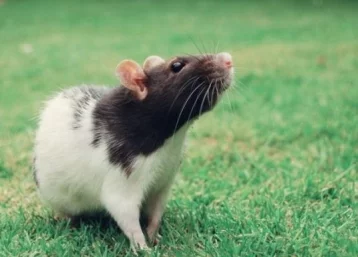 Фото: В Подмосковье душевнобольная женщина развела в хрущёвке более 600 крыс 1